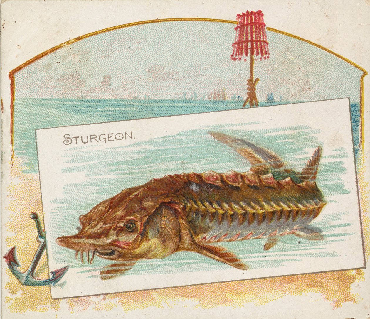Steur, uit de serie Vissen uit Amerikaanse wateren N39 voor Allen & Ginter Cigarettes, 1889 door Allen and Ginter