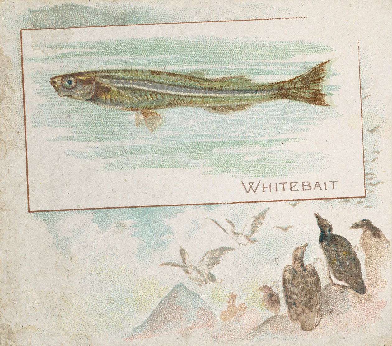 Whitebait, uit de serie Vissen uit Amerikaanse Wateren N39 voor Allen & Ginter Sigaretten, 1889 door Allen and Ginter