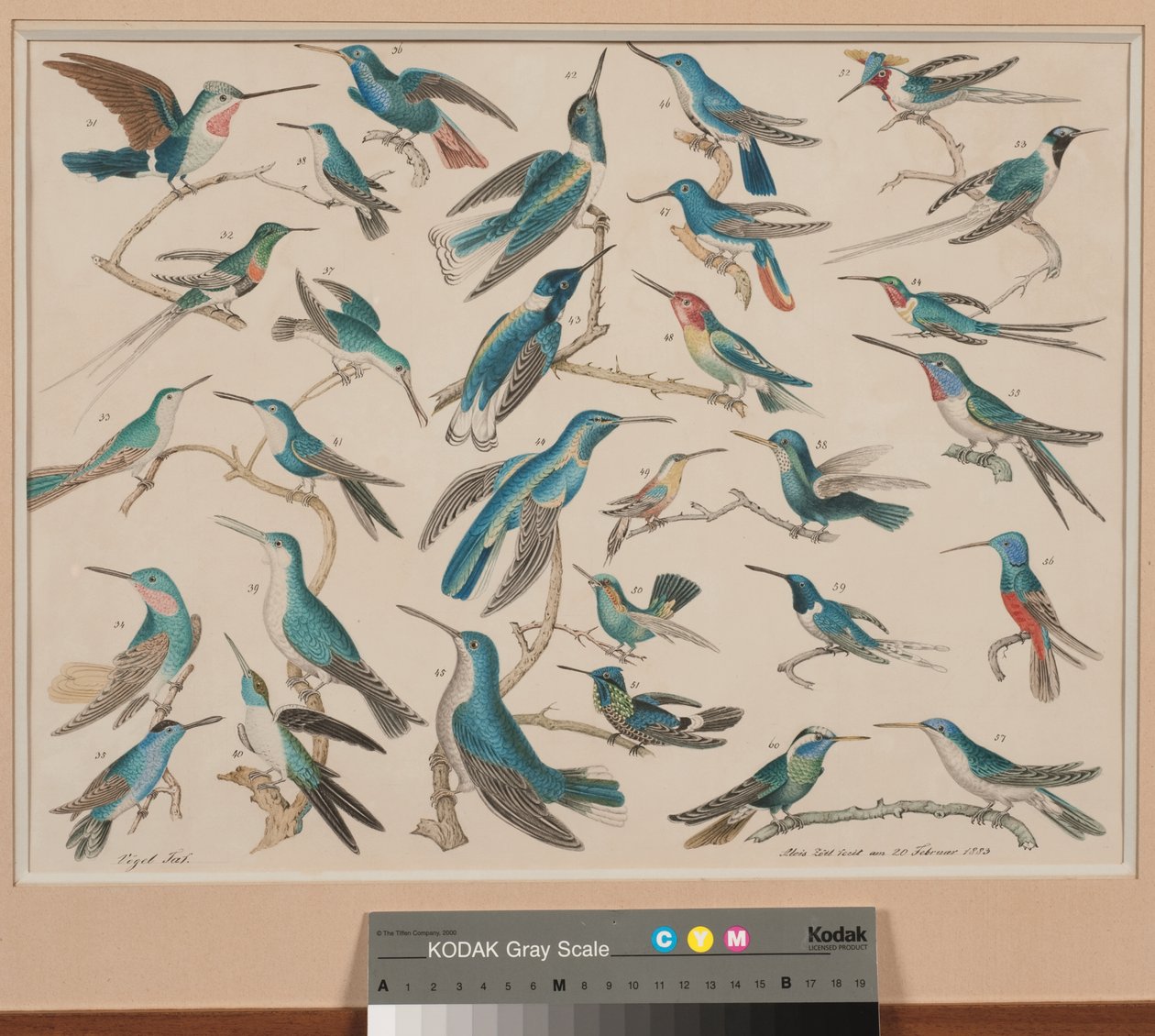 Des colibris door Aloys Zötl