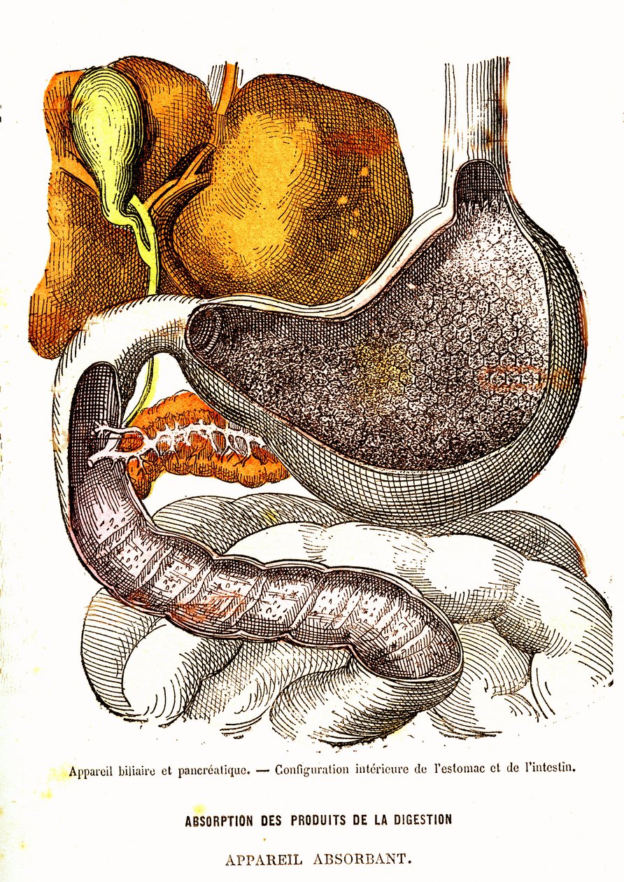 Gal- en Pancreassysteem - Normaal Leven & Gezondheid door J. Rengade - Tekening door A. Demarle 1881 door Alphonse Demarle