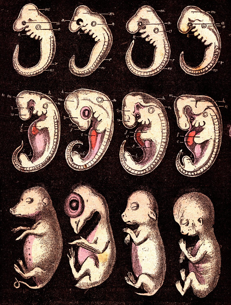 Vergeleken embryo
