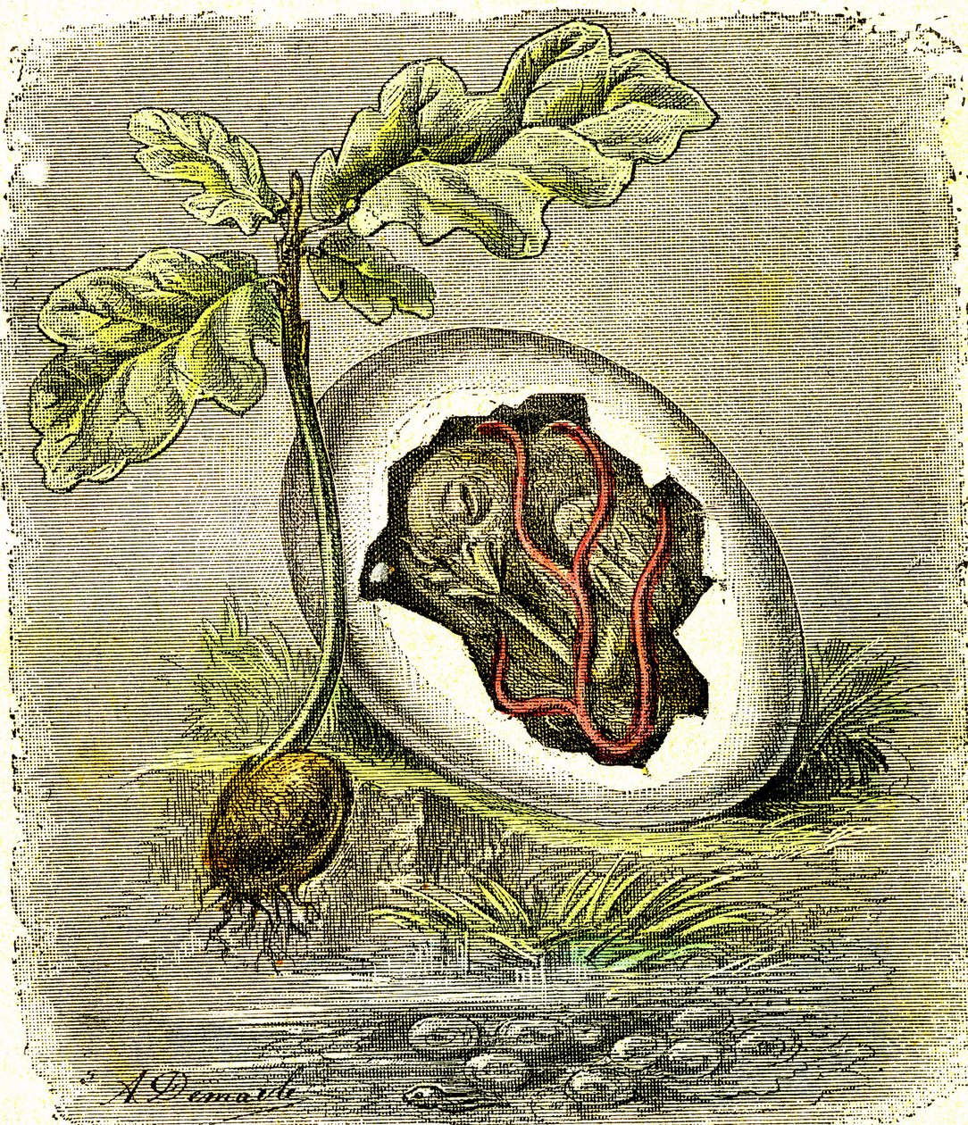 Natuur. Ei en zaad: Eerste staat van georganiseerde wezens. Natuurlijke schepping en levende wezens. (J. Rengade) tekening door A. Demarle. 1885 door Alphonse Demarle