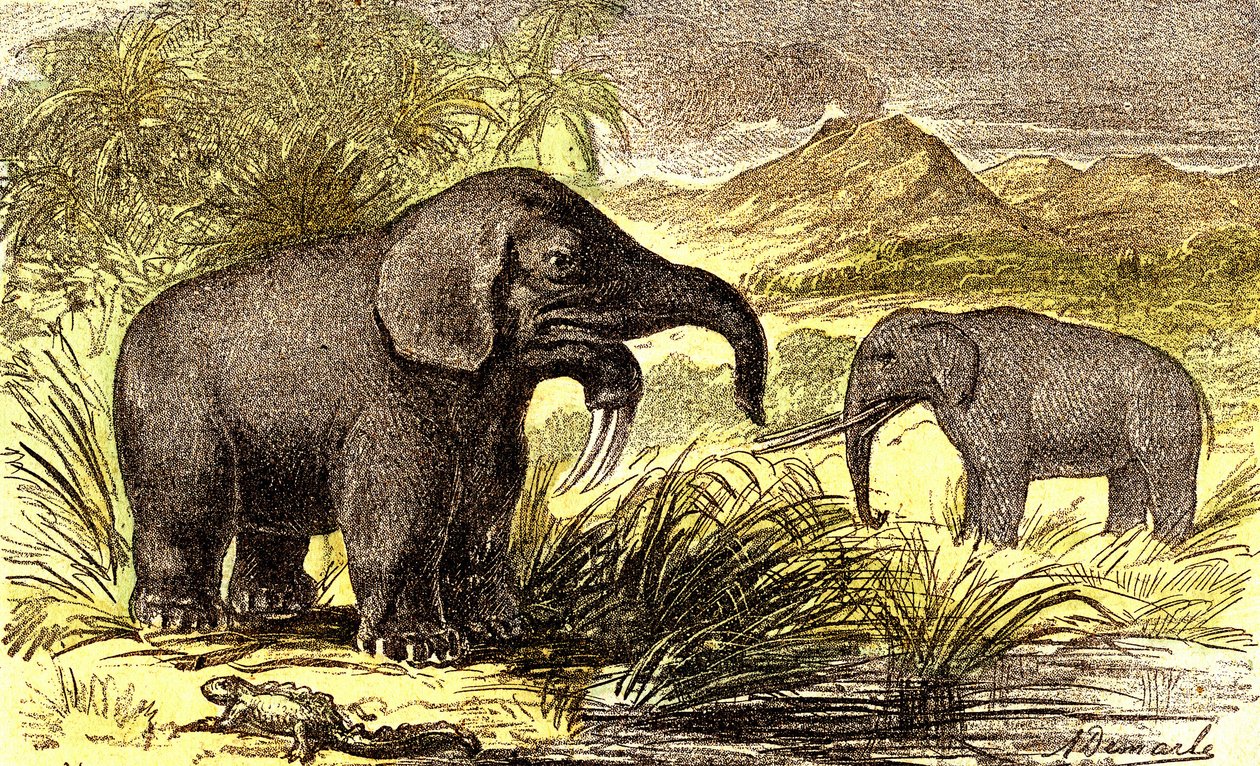 Prehistorie-Mioceen Periode: Van rechts naar links: de Dinotherium en de Mastodont. Natuurlijke Creatie en levende wezens. Tekening door A. Demarle. 1885 door Alphonse Demarle