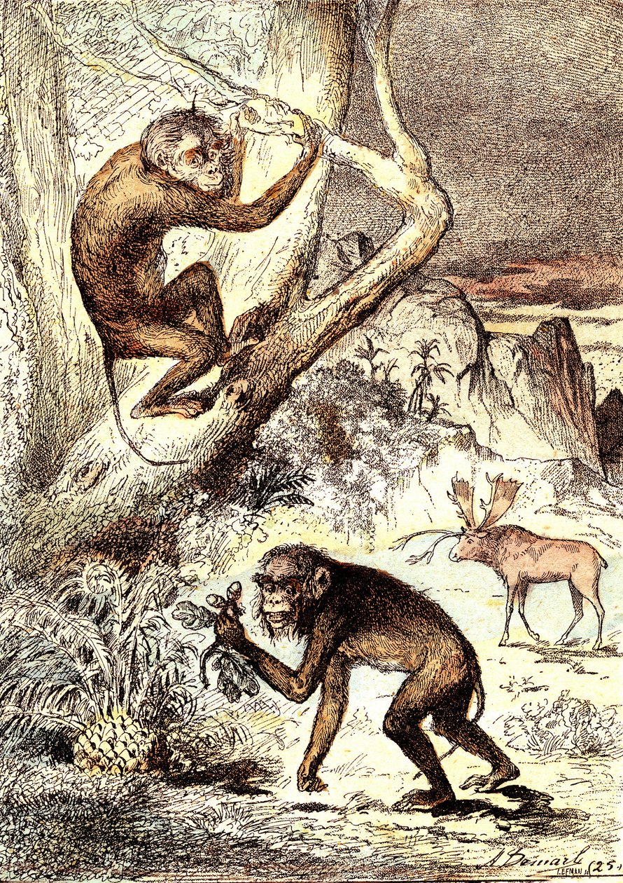 De Catarhinian Apen (Mioceen Periode): De Semnopitheques. De natuurlijke creatie en levende wezens van J. Rengade. Tekening A. Demarle door Alphonse Demarle