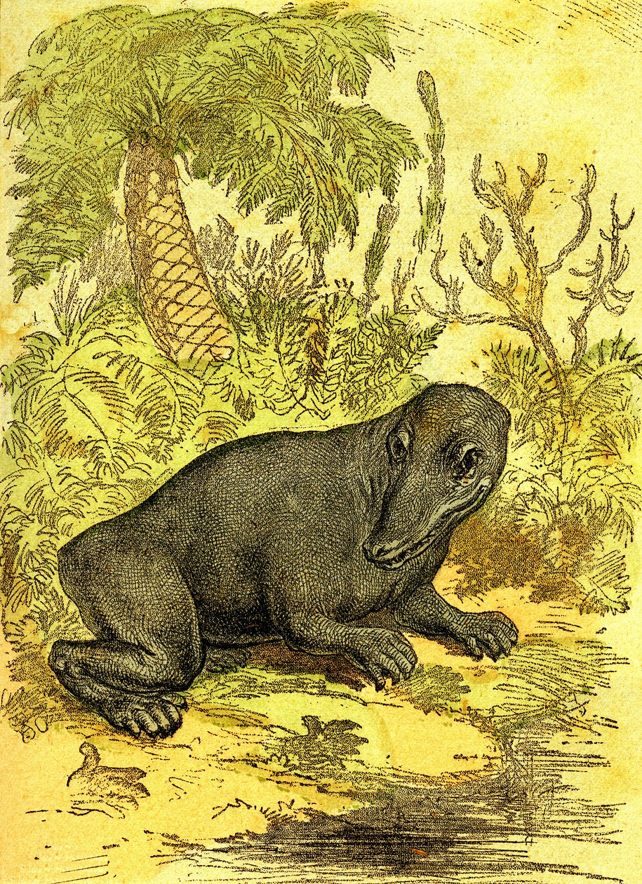 De Labyrinthodonte (Amfibie): Amfibie van de steenkoolperiode. Natuurlijke Schepping en Levende Wezens. Tekening A. Demarle 1885 door Alphonse Demarle