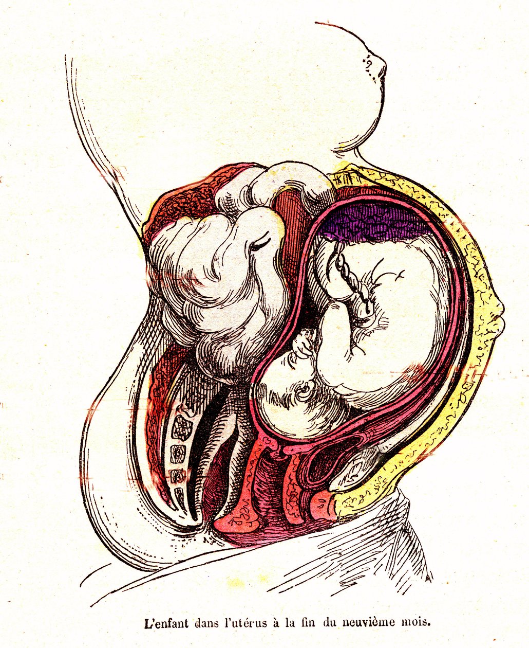 Het kind in de baarmoeder (laat 9e maand) - Het normale leven & gezondheid van J. Rengade- Tekening A. Demarle 1881 door Alphonse Demarle