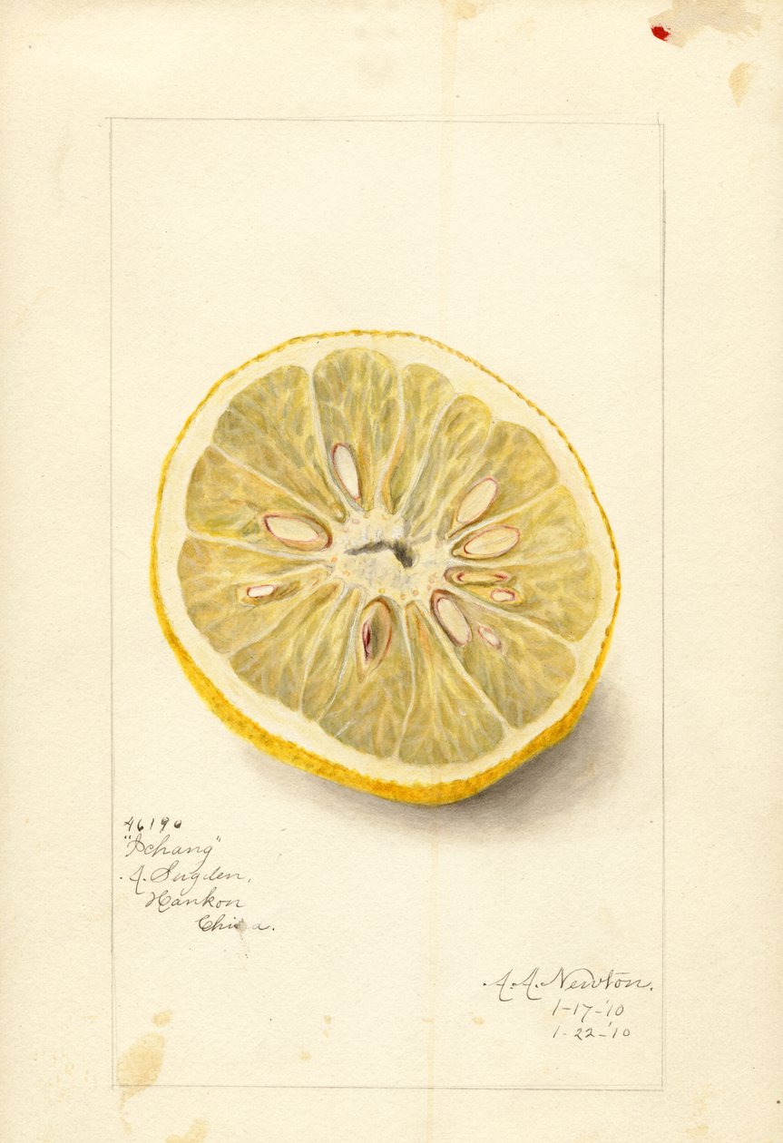 Ichang sinaasappel (Citrus sinensis) (aquarel) door Amanda Almira Newton