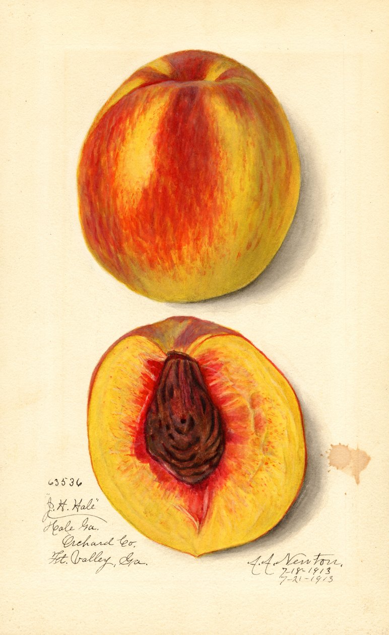 Perziken ( Prunus persica: J.H. Hale) (aquarel) door Amanda Almira Newton