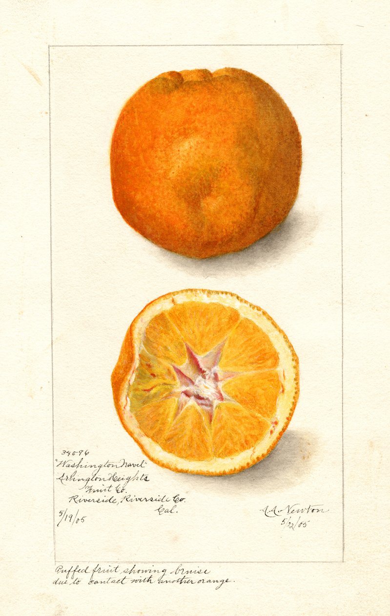 Washington Navelsinaasappels ( Citrus sinensis) (aquarel) door Amanda Almira Newton