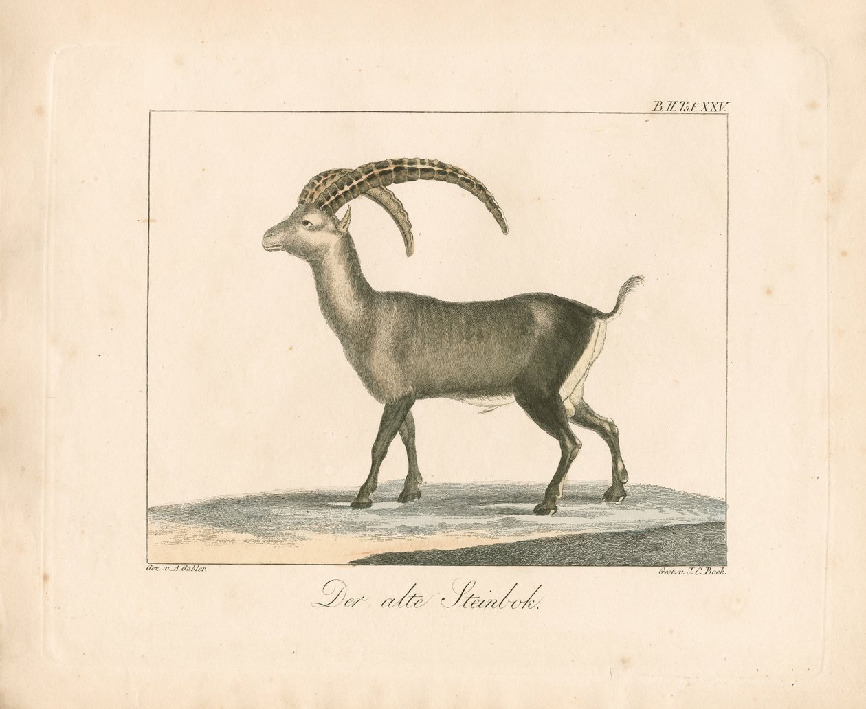 Alpenbok (gravure in kleur) door Ambrosius Gabler