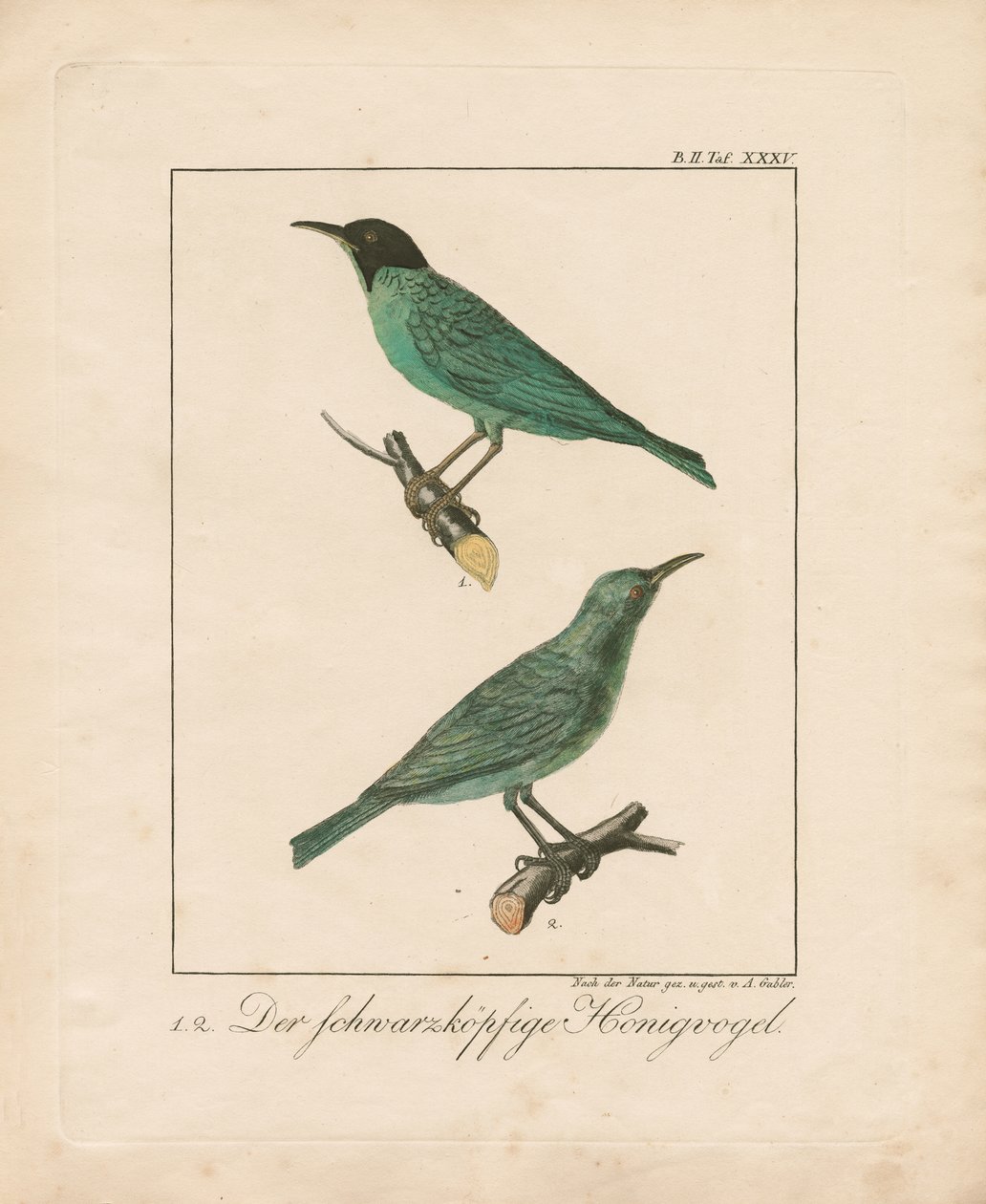 Zwartkop-honingeter (handgekleurde koperplaatgravure) door Ambrosius Gabler