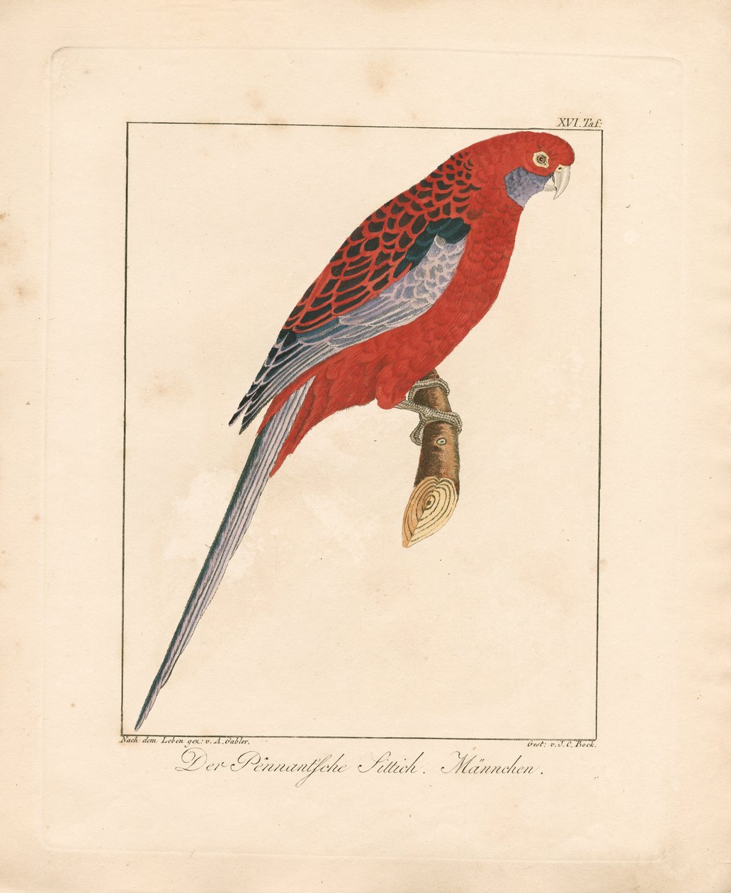 Crimson Rosella, Mannelijk (handgekleurde litho) door Ambrosius Gabler
