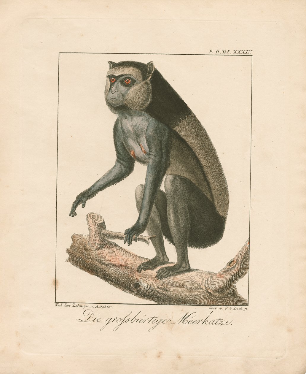 Baardaap (handgekleurde koperplaatgravure) door Ambrosius Gabler