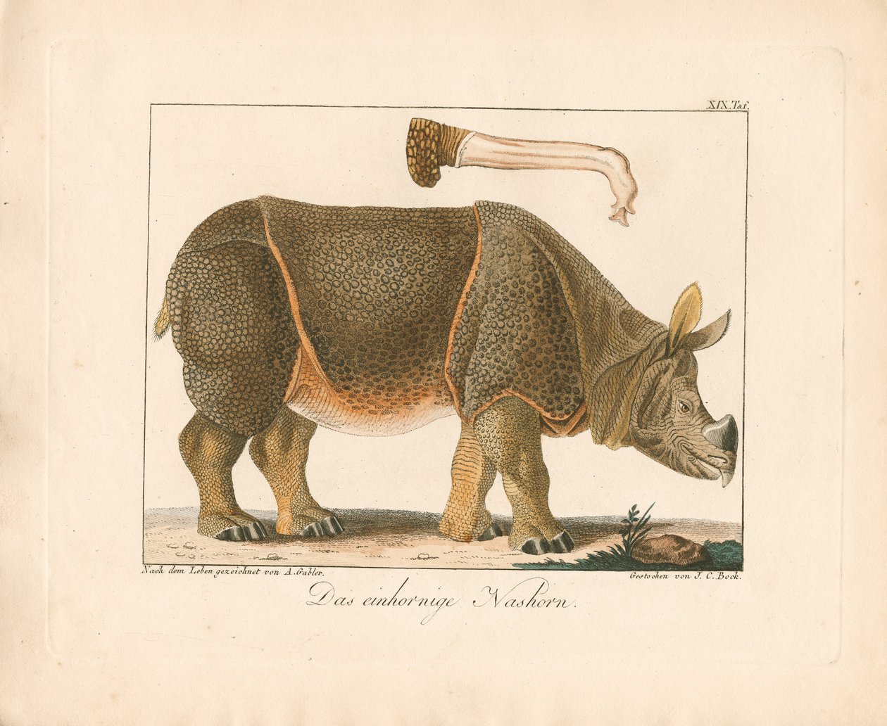 Indische neushoorn (handgekleurde litho) door Ambrosius Gabler