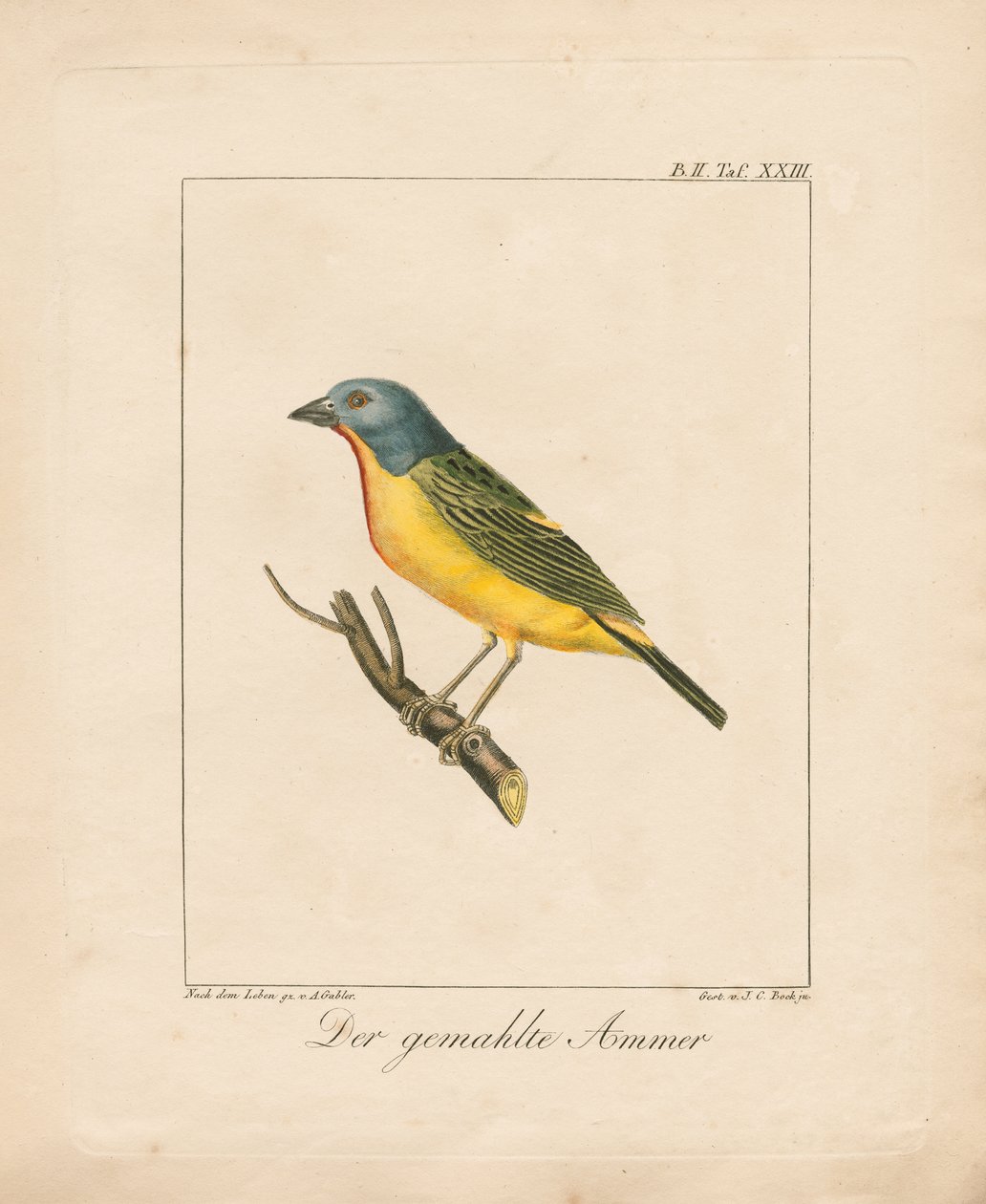 Geschilderde gors (handgekleurde litho) door Ambrosius Gabler