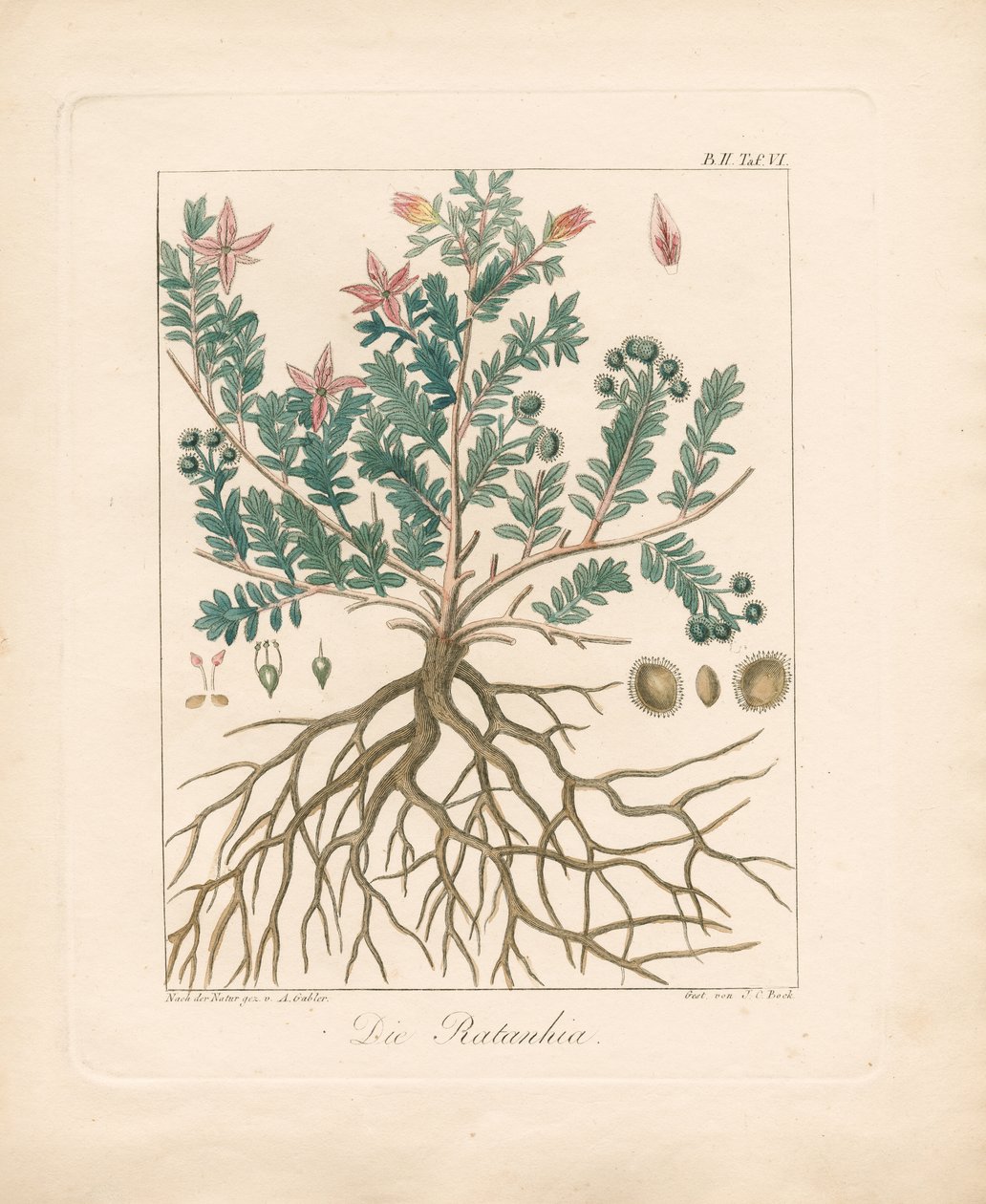 De Duindoorn (handgekleurde litho) door Ambrosius Gabler