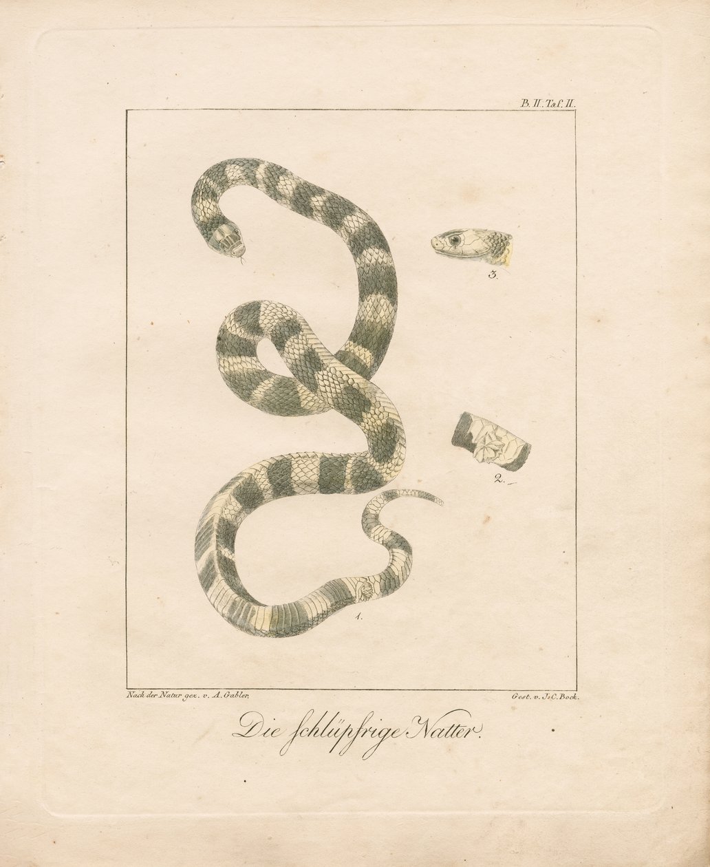 De grasslang (handgekleurde litho) door Ambrosius Gabler