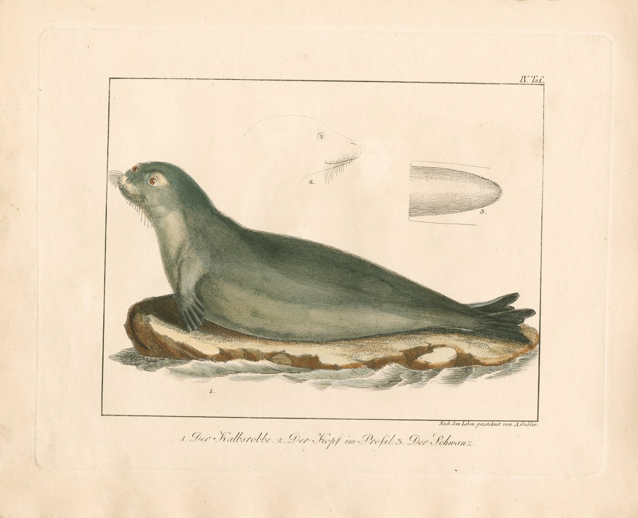 De harpzegel met anatomische details (handgekleurde koperplaatgravure) door Ambrosius Gabler