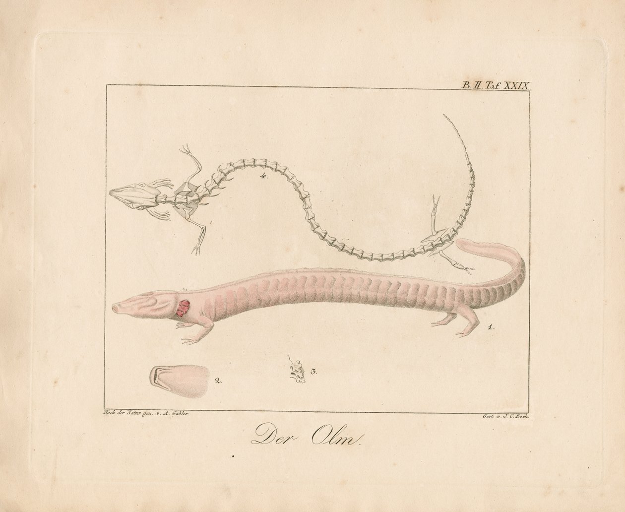 De Olm (handgekleurde litho) door Ambrosius Gabler