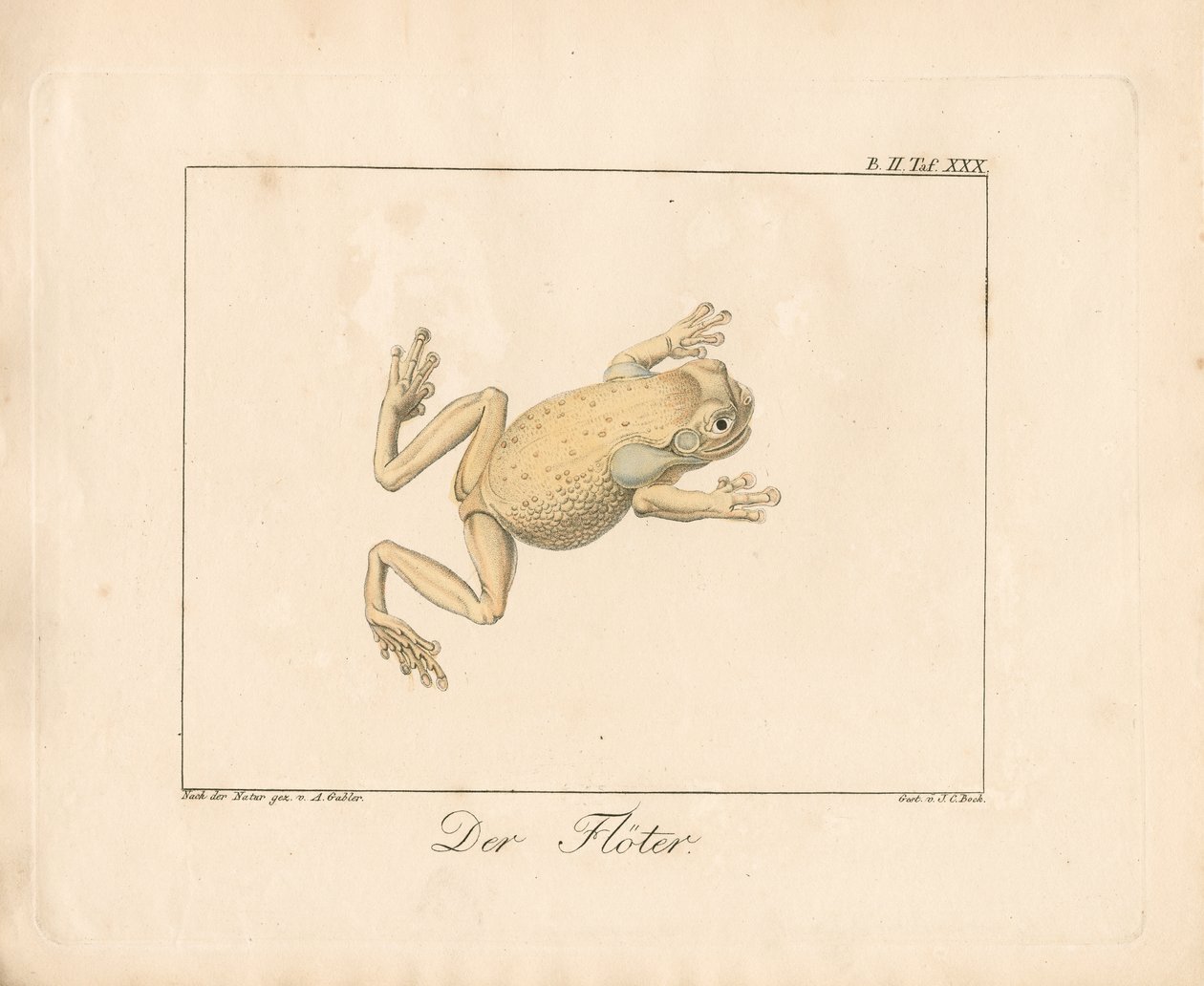De adder (handgekleurde litho) door Ambrosius Gabler