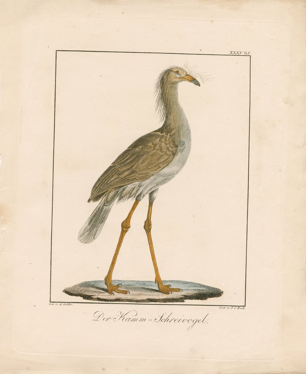 De roodpootseriema (handgekleurde litho) door Ambrosius Gabler