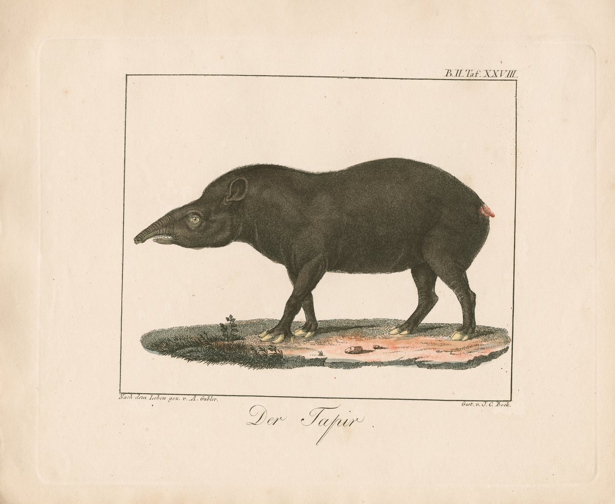 De tapir (handgekleurde litho) door Ambrosius Gabler