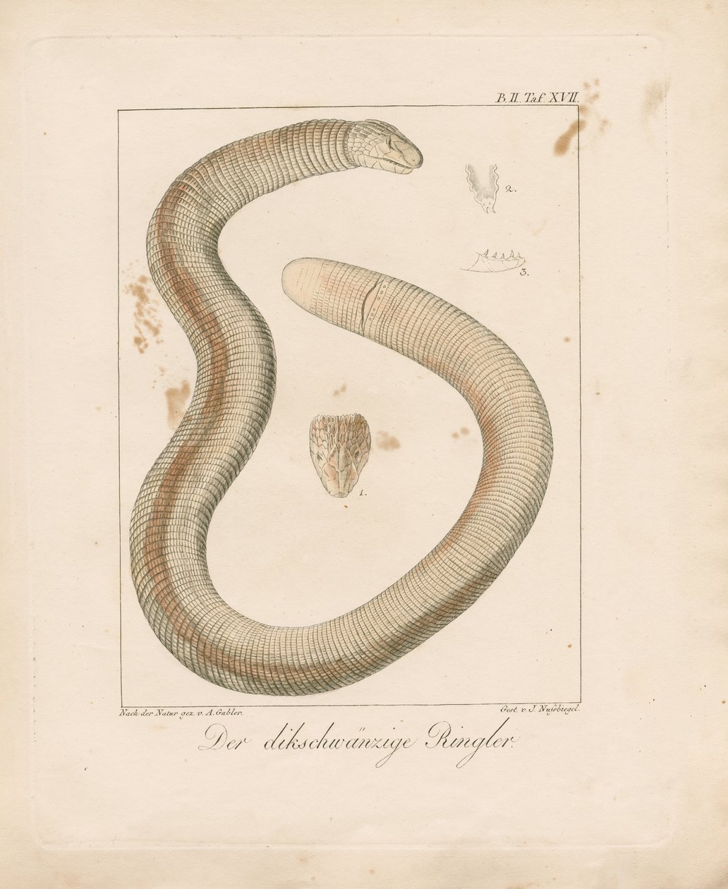 Wormhagedis (handgekleurde koperplaatgravure) door Ambrosius Gabler