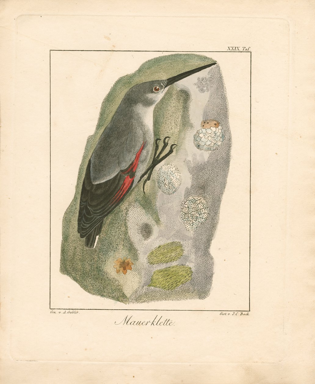 Wandkrabber (handgekleurde koperplaatgravure) door Ambrosius Gabler