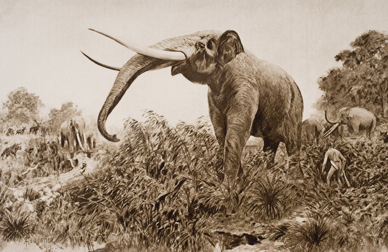 De Chatham-olifant, illustratie uit 