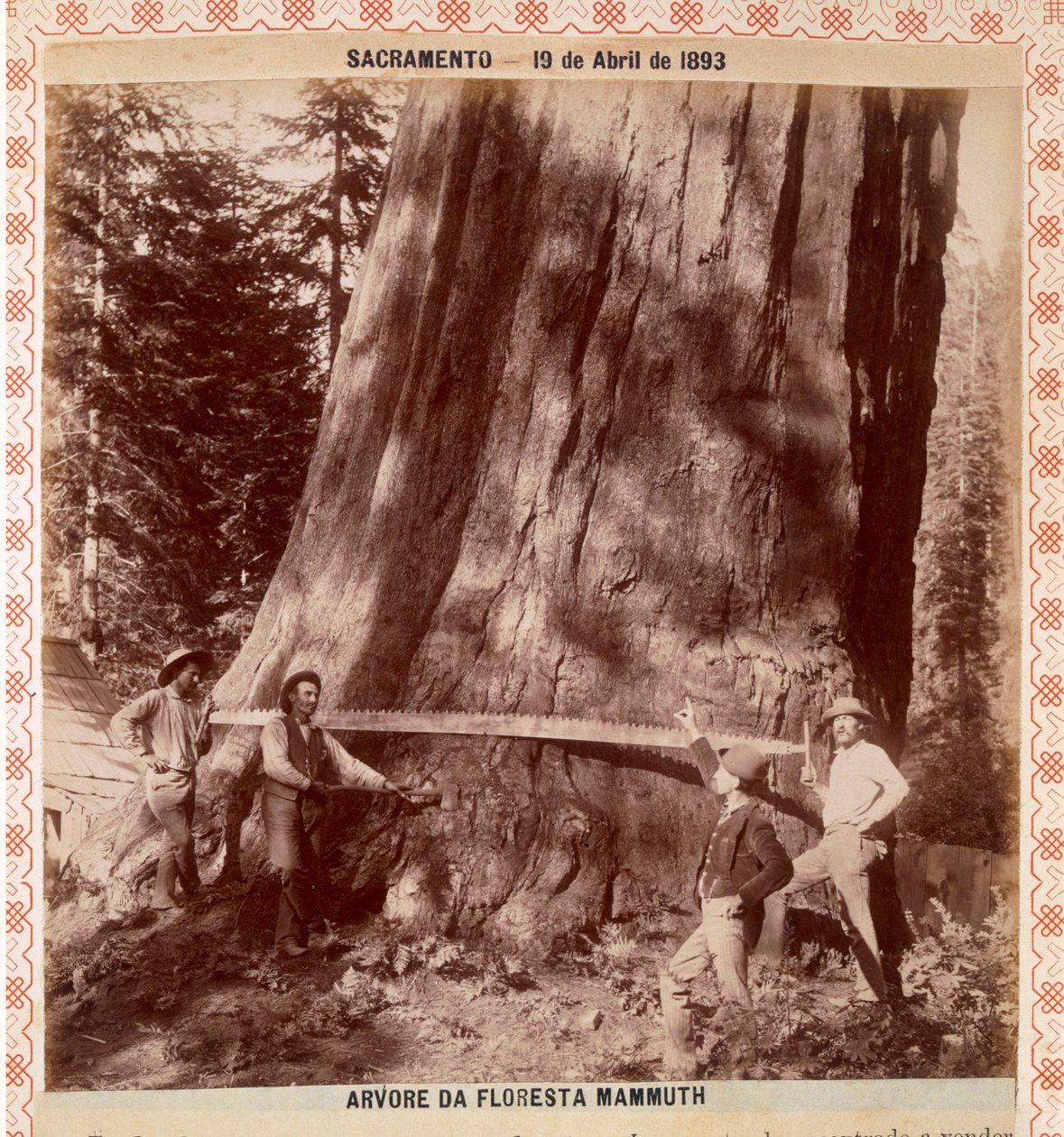 Houthakkers op het punt een Giant Redwood om te hakken met een trekzaag, Sacramento, Californië, 1893 door American Photographer