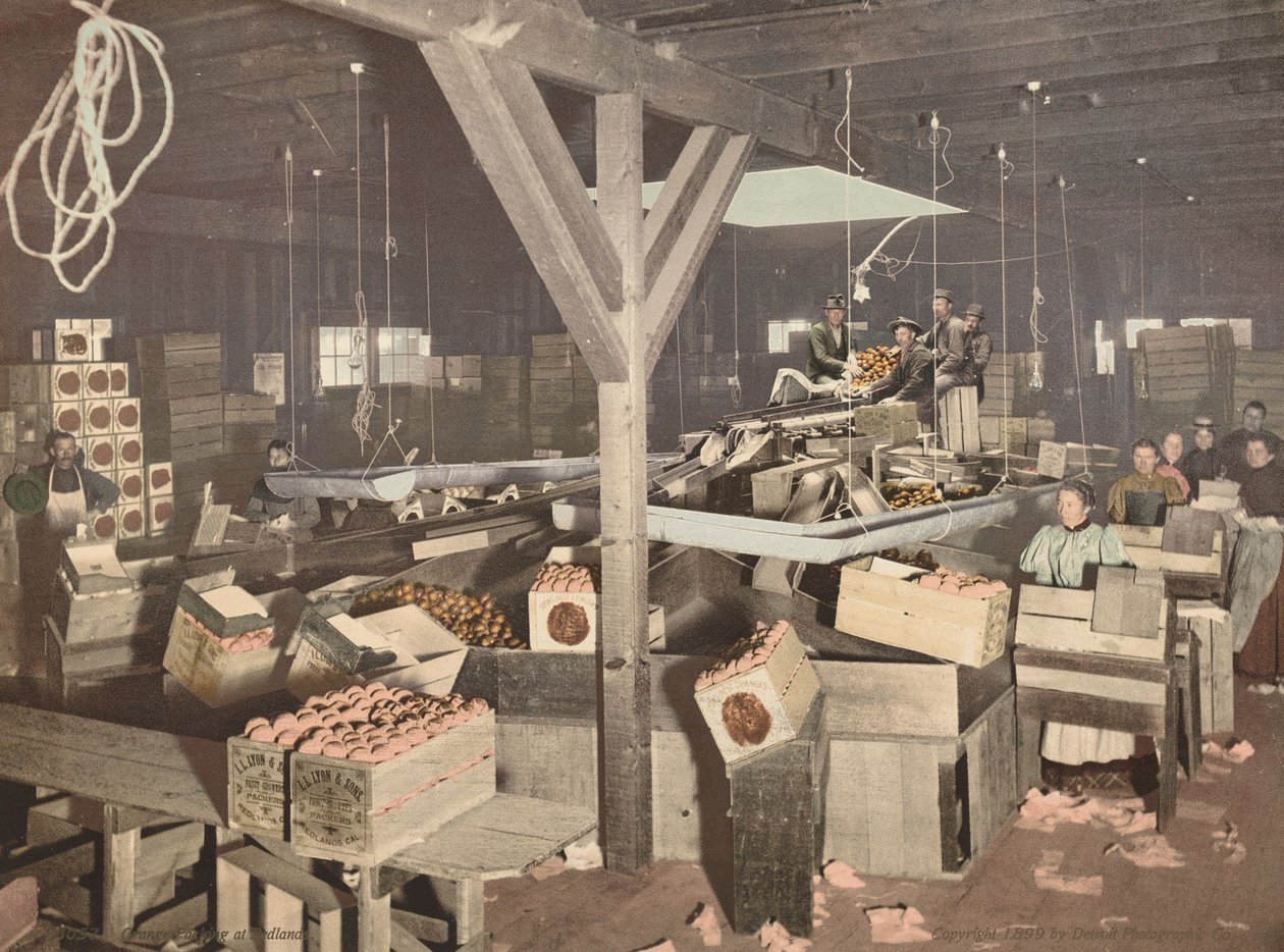Sinaasappelverpakking in Redlands, gepubliceerd 1899 (foto) door American Photographer