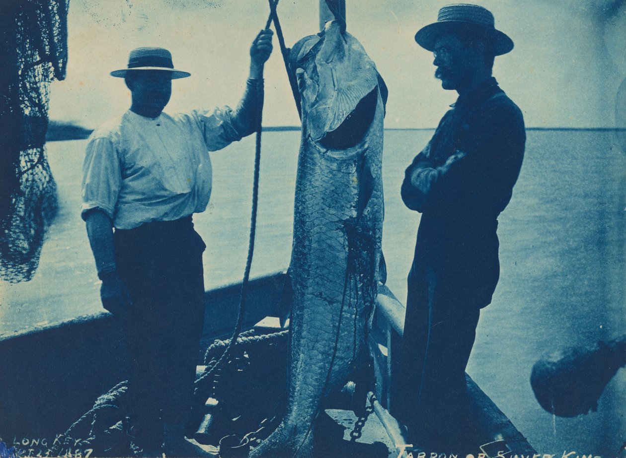 "Tarpon of zilverkoning",29 oktober door American Photographer