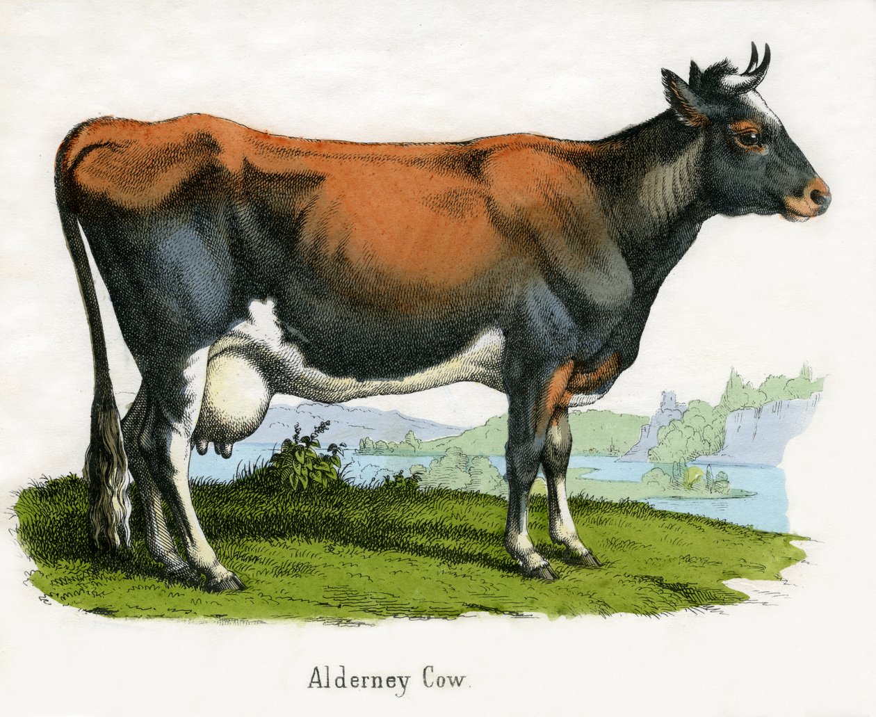 Alderney Koe, uit De Natuurlijke Historie van Dieren door American School