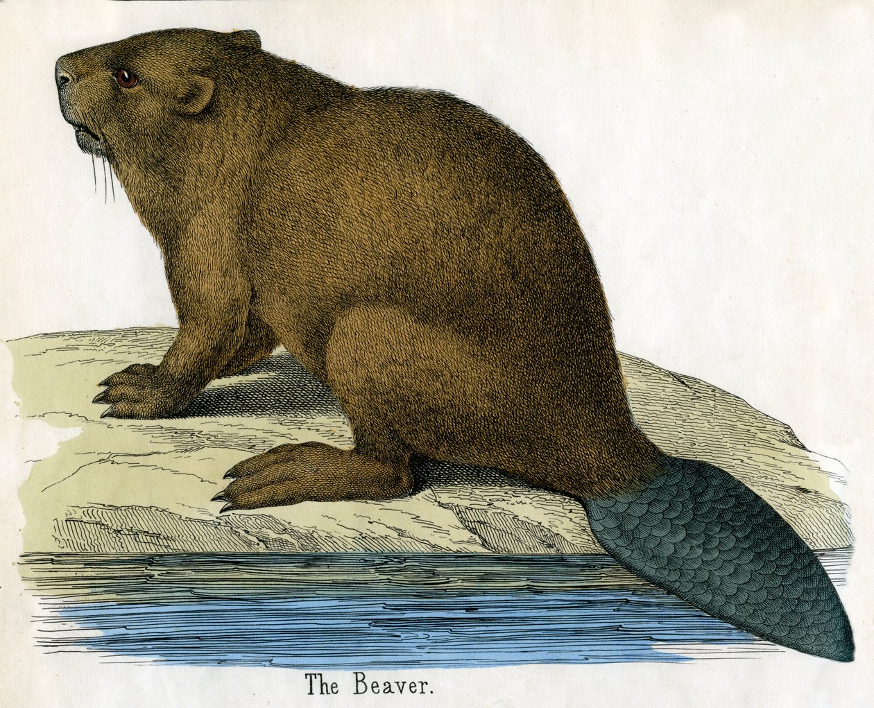 Antieke prent van een bever door American School