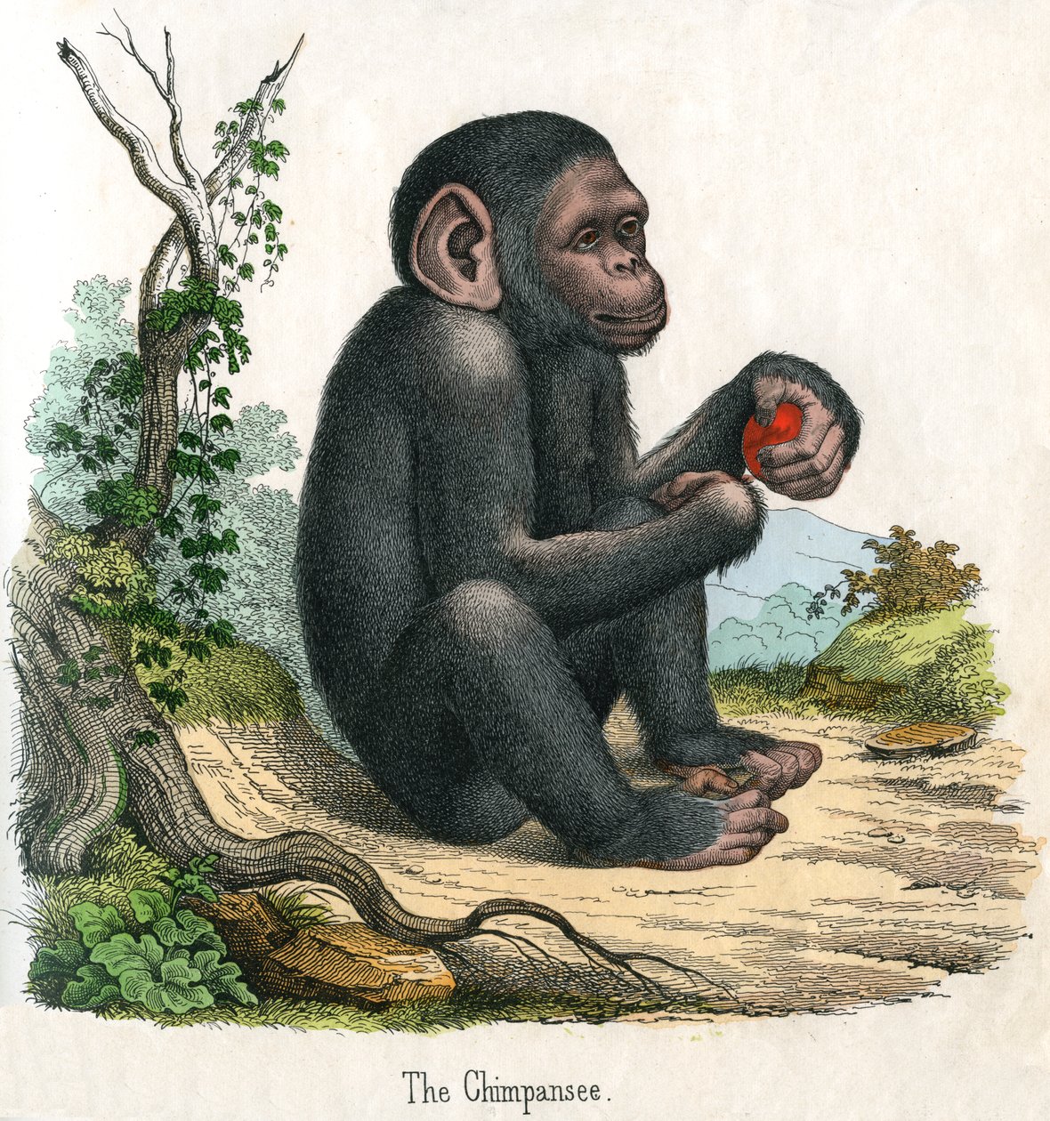 Antieke prent van een chimpansee door American School