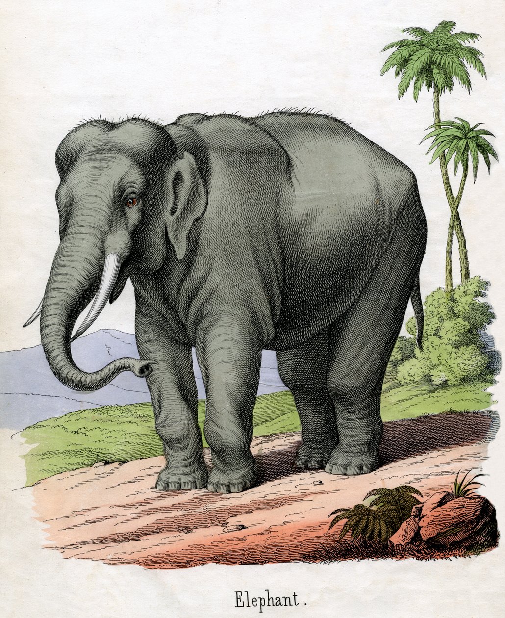 Antieke prent van een olifant door American School
