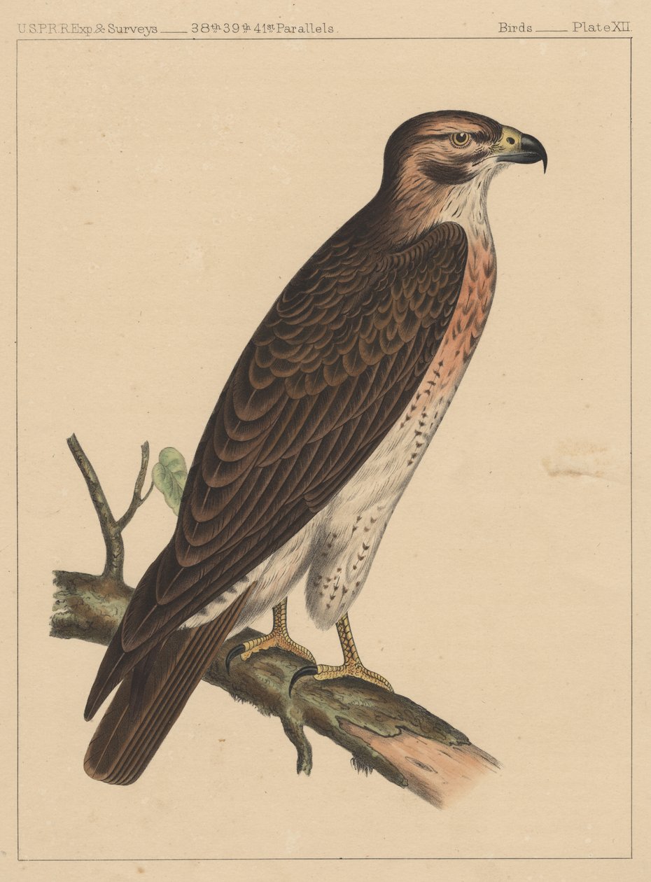 Vogels, plaat XII door American School