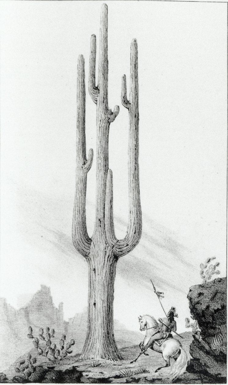 Cereus Giganteus door American School