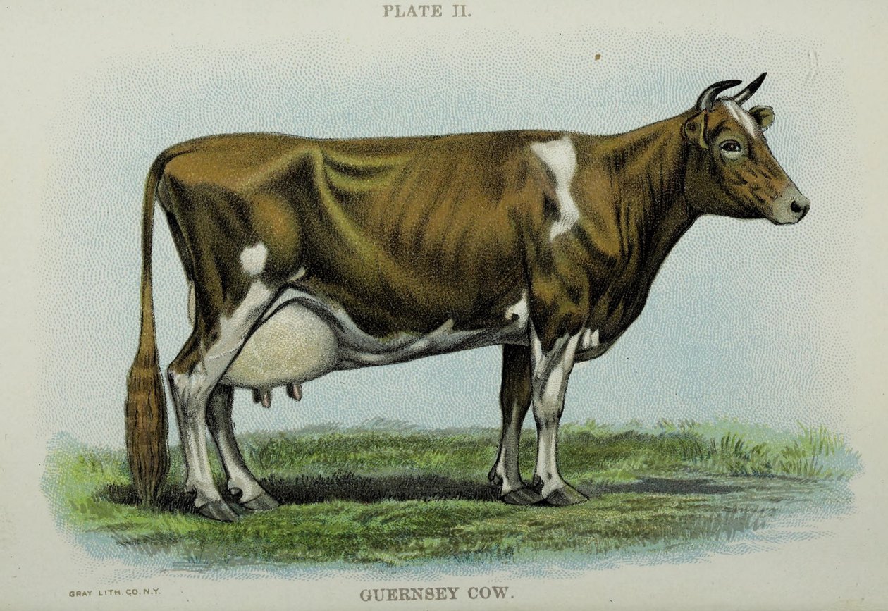 Guernsey Koe, uit 
