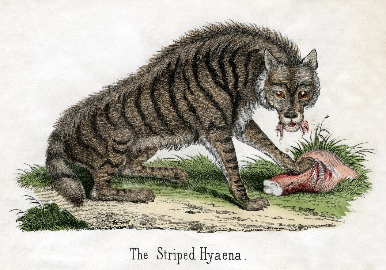 Gestreepte Hyena, uit De Natuurlijke Geschiedenis van Dieren door American School