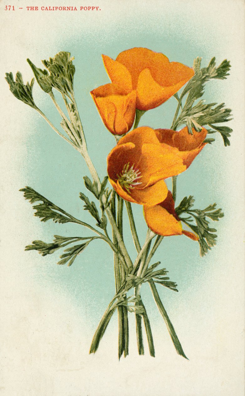 De Californische klaproos (kleurenlitho) door American School