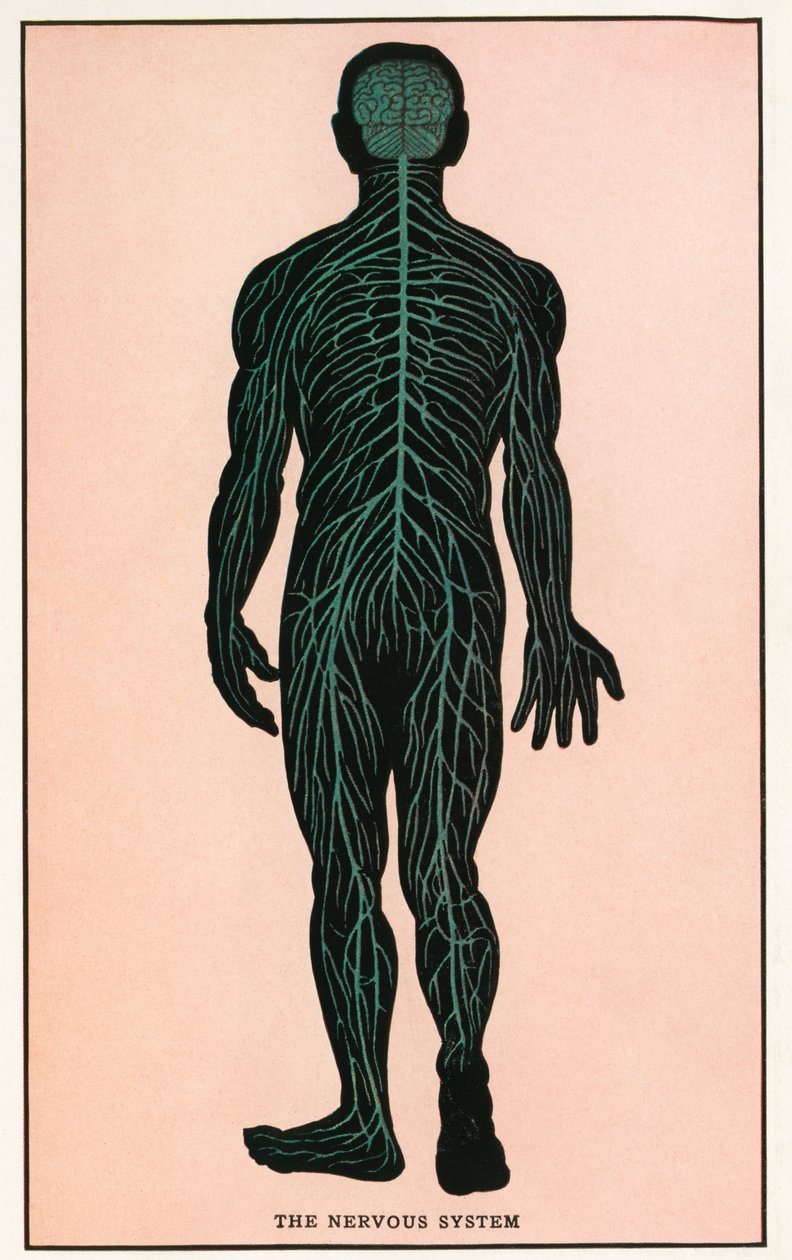 Vintage Anatomische Afdruk van het Menselijk Zenuwstelsel door American School