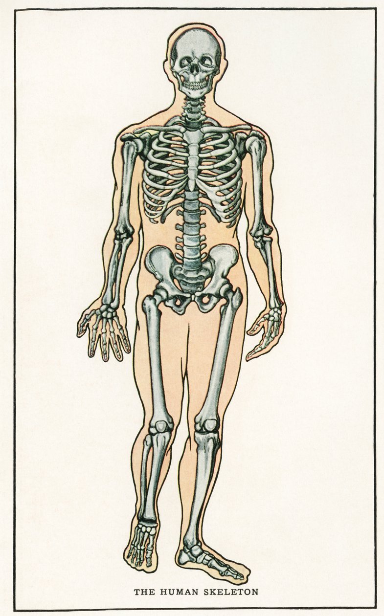 Vintage Anatomische Afdruk van het Menselijk Skelet door American School