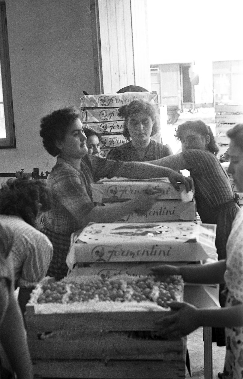 BITTERE DRUIVEN - MERKVERPAKKING door Ando Gilardi