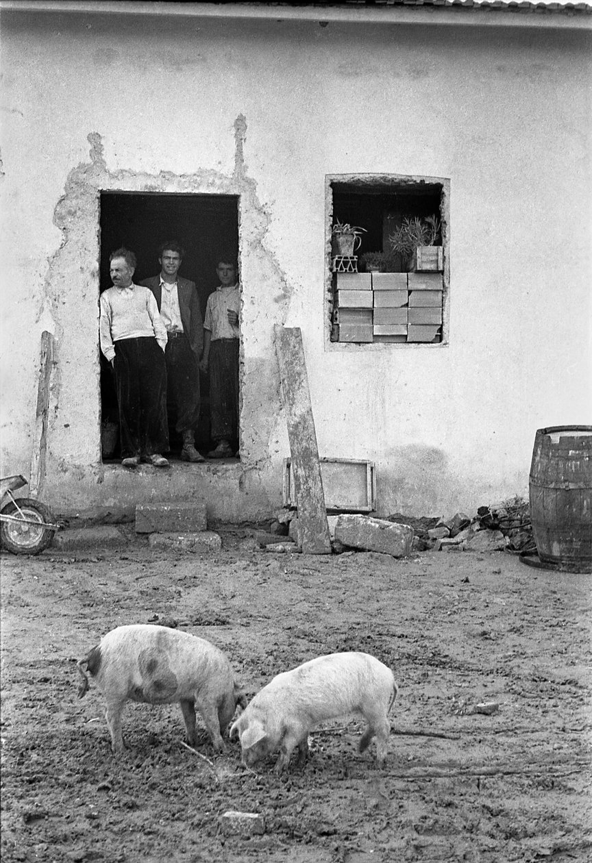 PLATTELAND VAN CROTONE - VARKENS GRAZEN VOOR HET HUIS door Ando Gilardi