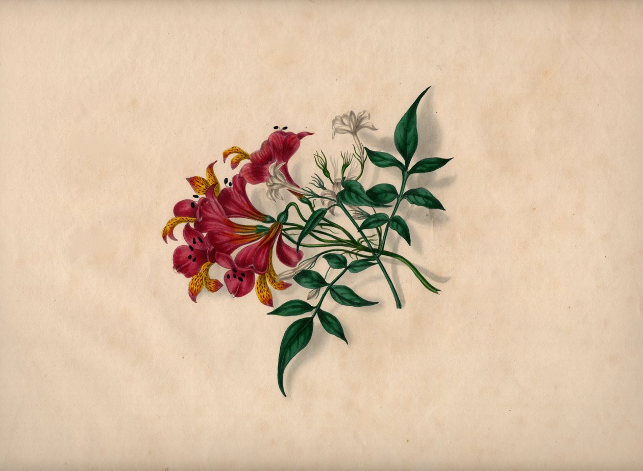 Lelies (gekleurde gravure) door André Limot