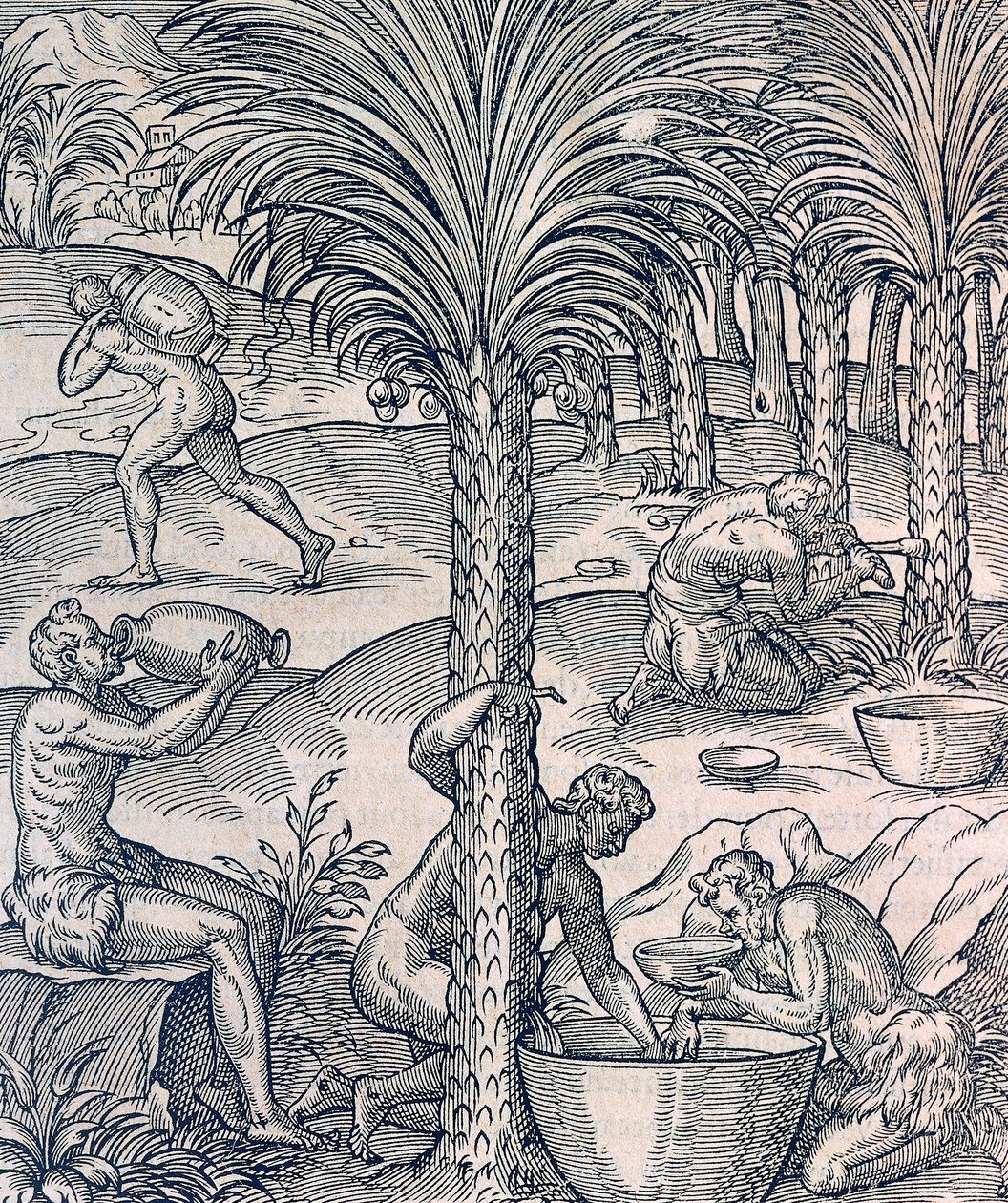 Inwoners van Kaapverdië maken drankjes van palmbomen, gravure uit Universal Cosmology door Andre Thevet