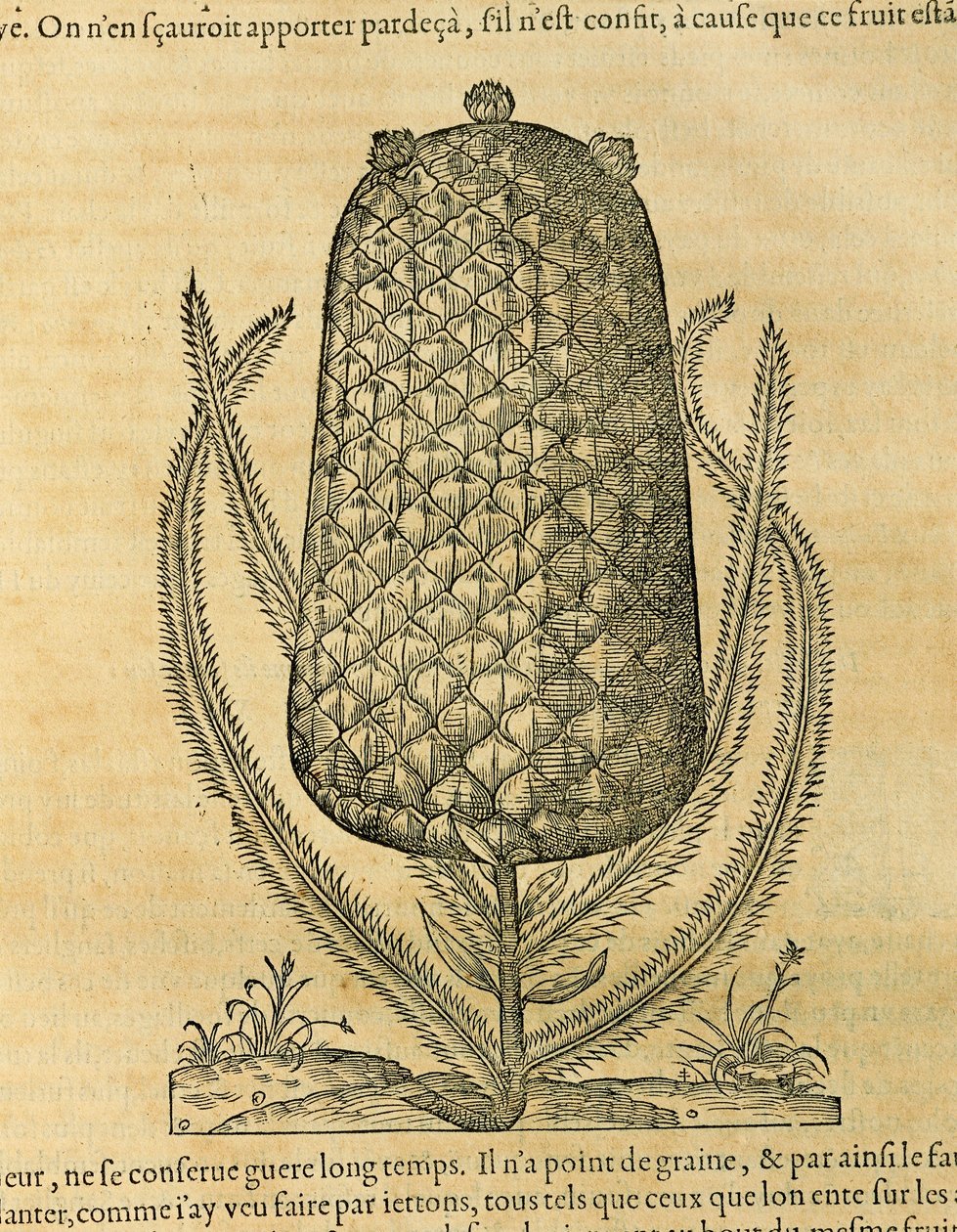 Ananas (Ananas comosus), gravure door Andre Thevet door Andre Thevet