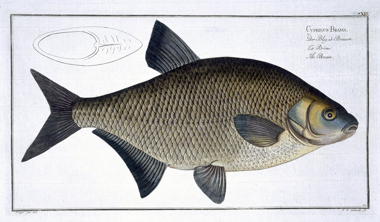Bream (Cyprinus Brama) plaat XIII uit 