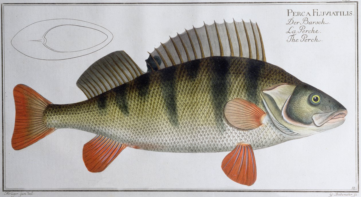 Baars: uitgegeven door Black, c.1790 door Andreas Ludwig Kruger